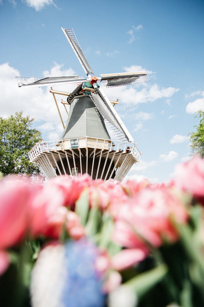 Pink Petaled Flowers Near Wind Turbine